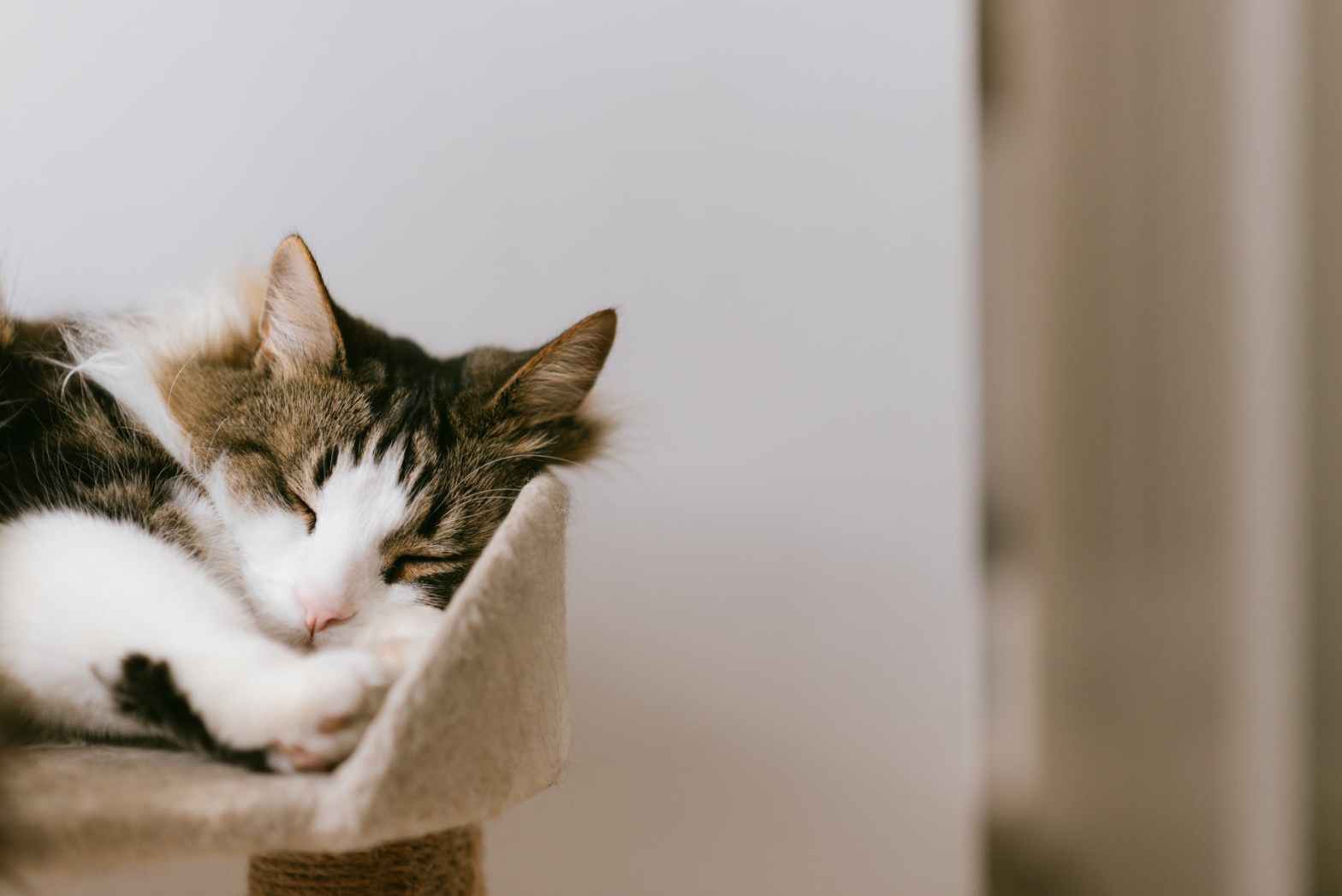 Chats